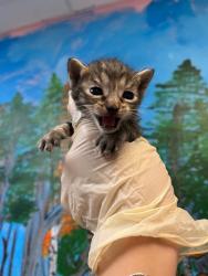 Shelter Stray Female Cat last seen Bexar County, 3353 Morningside Dr, New Braunfels, TX 78132, USA