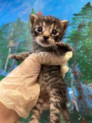 Shelter Stray Male Cat last seen Bexar County, 3353 Morningside Dr, New Braunfels, TX 78132, USA