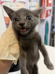 Shelter Stray Male Cat last seen Bexar County, 3353 Morningside Dr, New Braunfels, TX 78132, USA