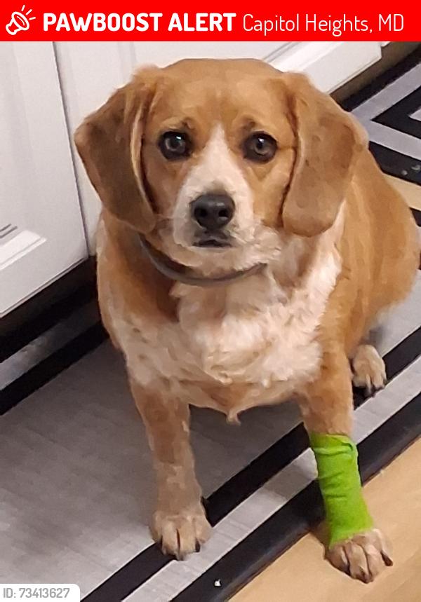 Lost Female Dog last seen Wilburn dr, Capitol Heights, MD 20743