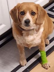 Lost Female Dog last seen Wilburn dr, Capitol Heights, MD 20743