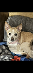 Reunited Female Dog last seen Evergreen Cemetery by 68th Avenue, Oakland, CA 94605
