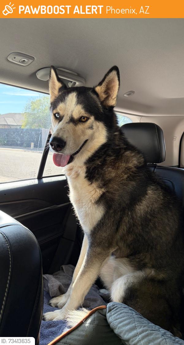 Found/Stray Male Dog last seen Cave creek rd & cactus/thunderbird, Phoenix, AZ 85003