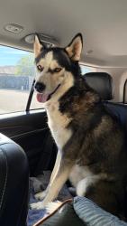 Found/Stray Male Dog last seen Cave creek rd & cactus/thunderbird, Phoenix, AZ 85003