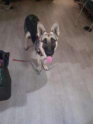 Found/Stray Female Dog last seen McDonald's second Street San Bernardino, San Bernardino, CA 92410