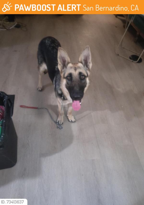 Found/Stray Female Dog last seen McDonald's second Street San Bernardino, San Bernardino, CA 92410