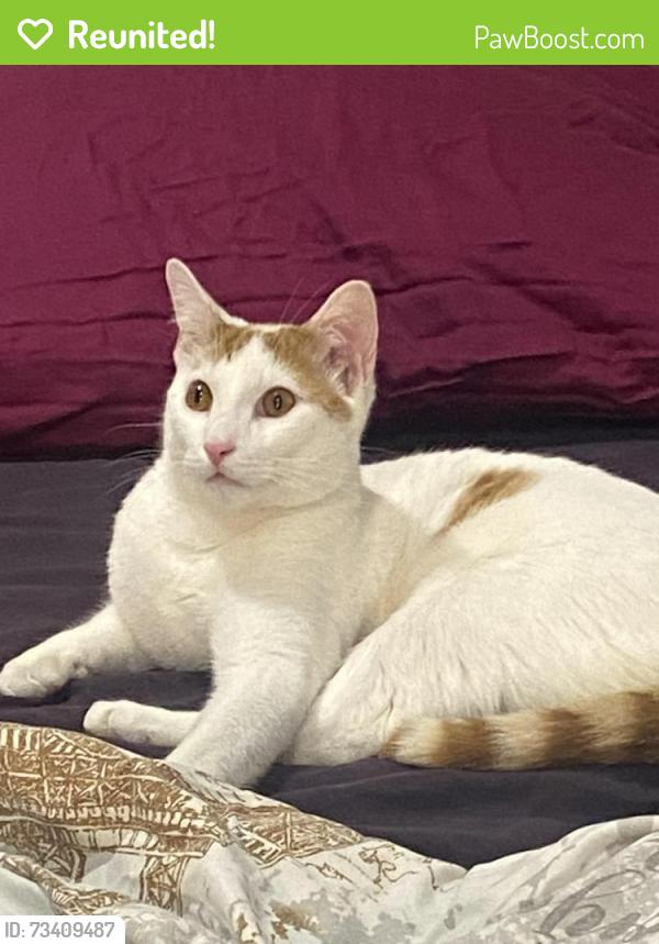 Reunited Male Cat last seen Hempstead ballfield, Queens, NY 11429