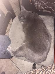 Reunited Female Cat last seen Dumont Ave and Mapledale St, Norwalk, CA 90650
