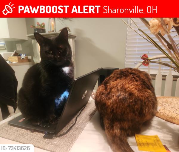 Lost Female Cat last seen Kemper & Carpol, Sharonville, OH 45241
