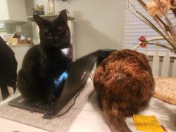 Lost Female Cat last seen Kemper & Carpol, Sharonville, OH 45241