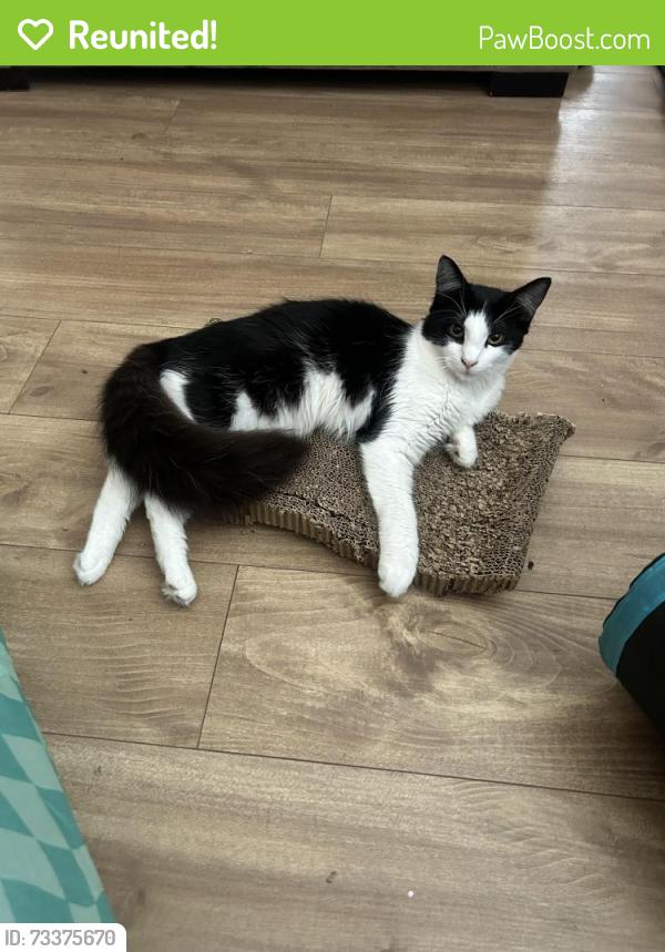 Reunited Male Cat last seen Near Shellmound st, Emeryville, CA 94608