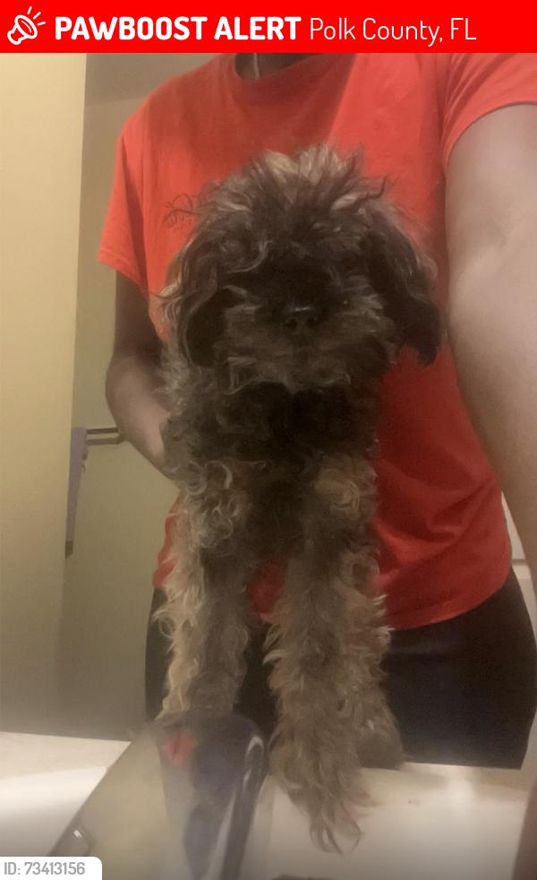 Lost Female Dog last seen Close To The New Sonys Bbq And Reeds Grocery, Polk County, FL 33880