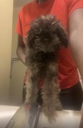 Lost Female Dog last seen Close To The New Sonys Bbq And Reeds Grocery, Polk County, FL 33880