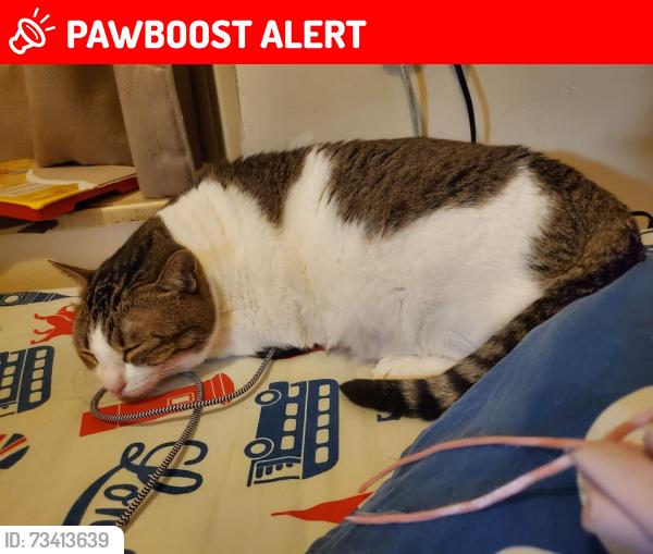 Lost Female Cat last seen Near Yatesbury Crescent, Nottingham, England NG8 3AU