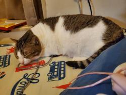 Lost Female Cat last seen Near Yatesbury Crescent, Nottingham, England NG8 3AU