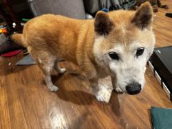 Reunited Male Dog last seen Grant Road and Foothill expressway, Los Altos, CA 94024