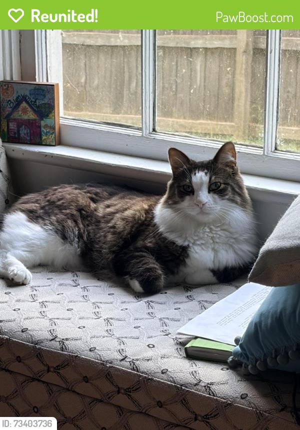 Reunited Male Cat last seen Ponce de Leon, Clarkston, GA 30021