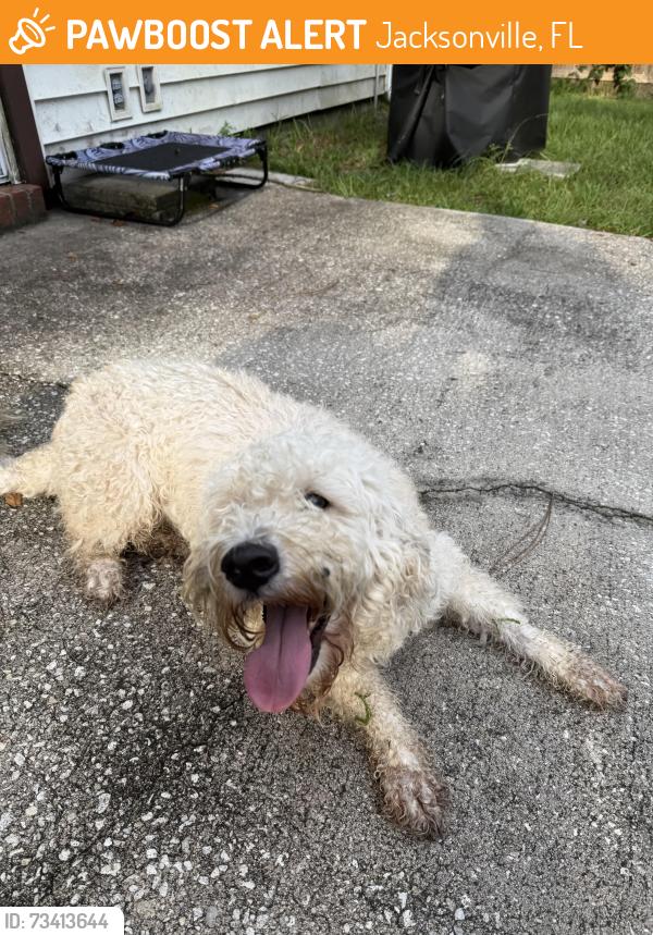 Found/Stray Female Dog last seen Lew Brantley Park, Jacksonville, FL 32244