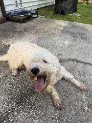 Found/Stray Female Dog last seen Lew Brantley Park, Jacksonville, FL 32244
