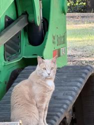 Lost Male Cat last seen Hwy 41, between Thompson and Giles, Centerville, GA 31028