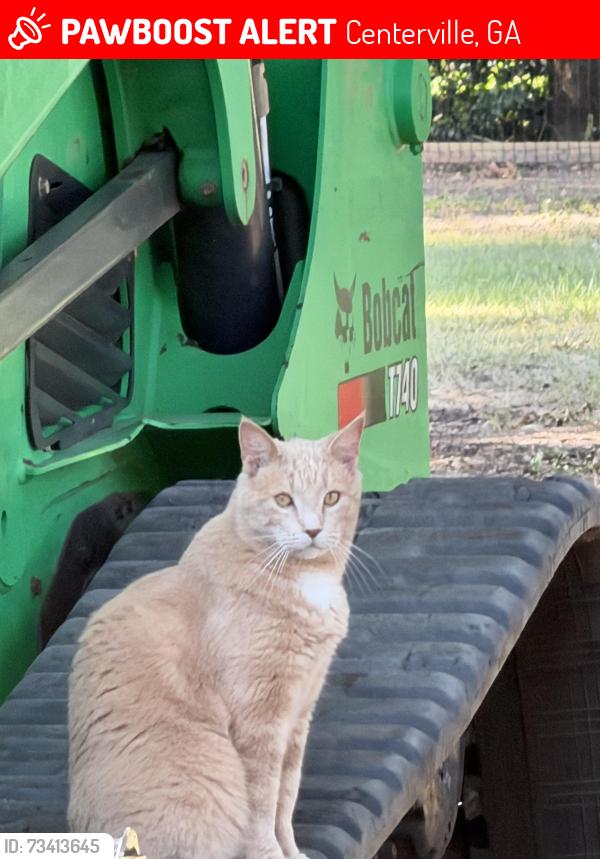 Lost Male Cat last seen Hwy 41, between Thompson and Giles, Centerville, GA 31028