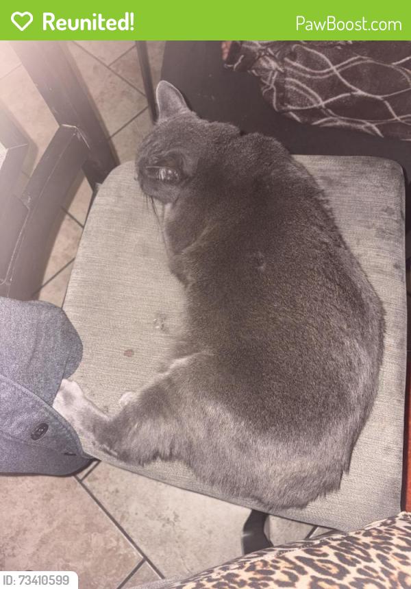 Reunited Female Cat last seen Dumont Ave and Mapledale St, Norwalk, CA 90650