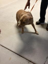 Found/Stray Female Dog last seen Bay Point Middle, St. Petersburg, FL 33712