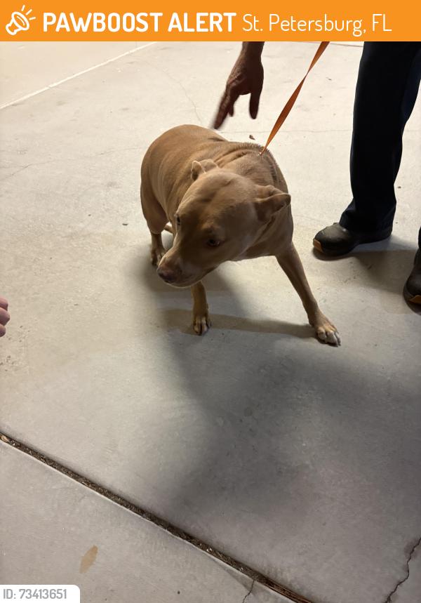 Found/Stray Female Dog last seen Bay Point Middle, St. Petersburg, FL 33712