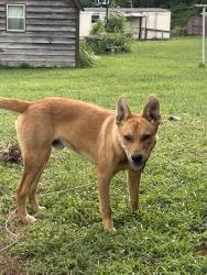 Reunited Male Dog last seen Off of North fairview drice, Lenoir, NC 28645