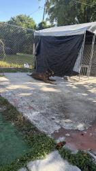 Lost Female Dog last seen La perra se me escapo ayer 09/21/26 anda con la el collar y un pedazo de el cable lo partio y se escapo, Miami, FL 33147