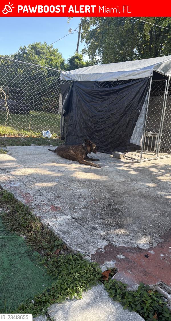 Lost Female Dog last seen La perra se me escapo ayer 09/21/26 anda con la el collar y un pedazo de el cable lo partio y se escapo, Miami, FL 33147
