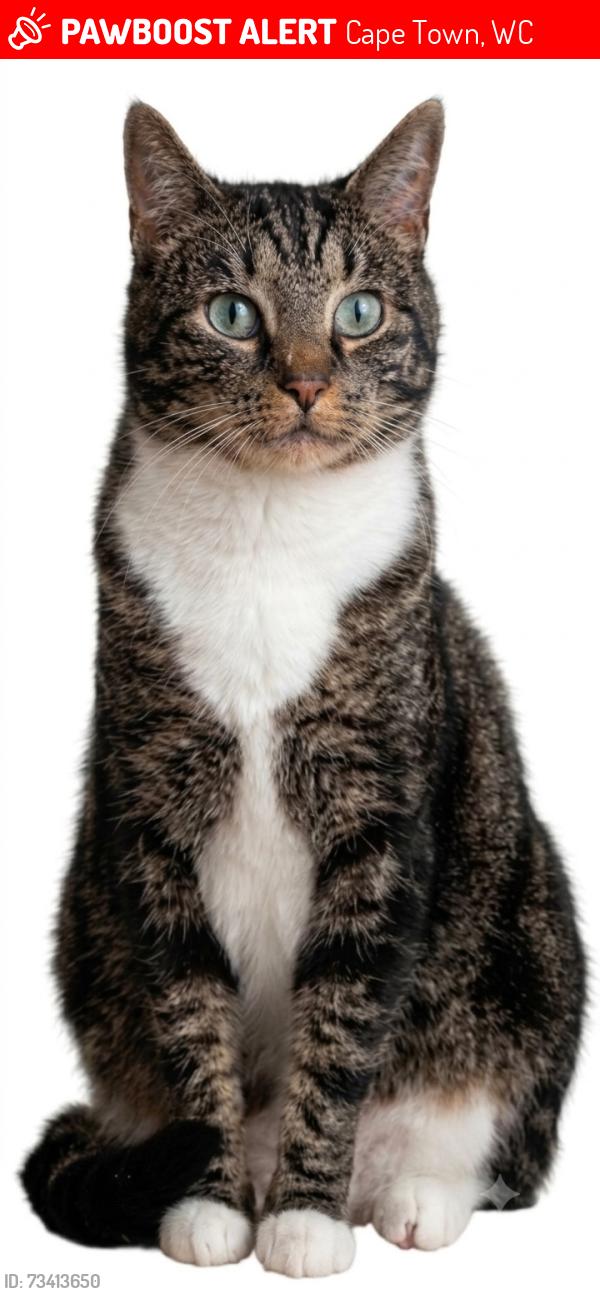 Lost Male Cat last seen Malton Road, Wynberg, Cape Town, Cape Town, WC 7824