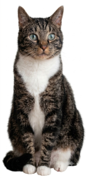 Lost Male Cat last seen Malton Road, Wynberg, Cape Town, Cape Town, WC 7824
