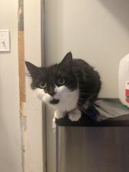 Reunited Female Cat last seen Candia road manchester nh, Manchester, NH 03109