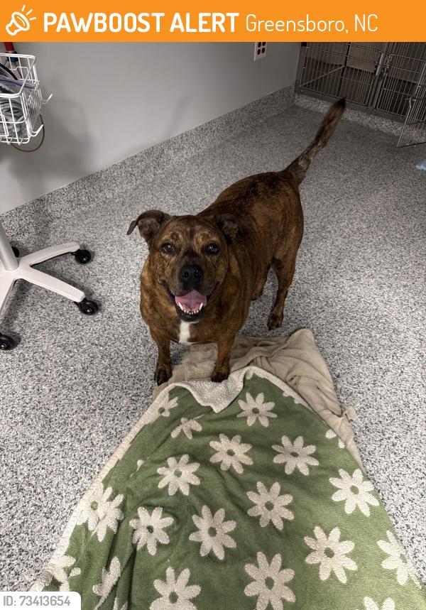 Found/Stray Female Dog last seen Happy Tails ER, Greensboro, NC 27455