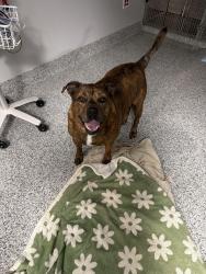 Found/Stray Female Dog last seen Happy Tails ER, Greensboro, NC 27455