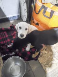 Found/Stray Male Dog last seen Jarvis and Senola, Meadowbrook, CA 92570