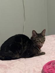 Reunited Female Cat last seen Riemer Reservoir Park, Palatine, IL 60067