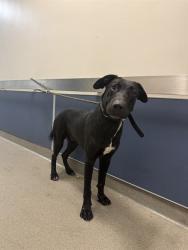 Shelter Stray Male Dog last seen Near BLOCK SW 232ND ST, 3599 NW 79th Ave, Doral, FL 33122, USA