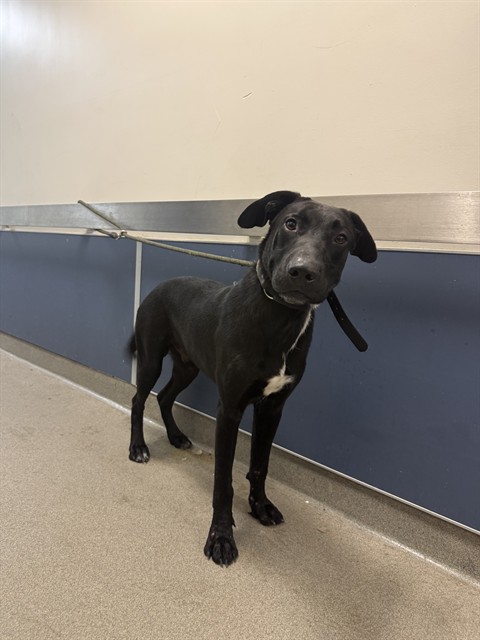 Shelter Stray Male Dog last seen Near BLOCK SW 232ND ST, 3599 NW 79th Ave, Doral, FL 33122, USA