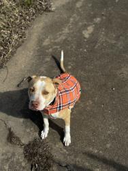 Reunited Male Dog last seen Village creek rd, Fort Worth, TX 76119