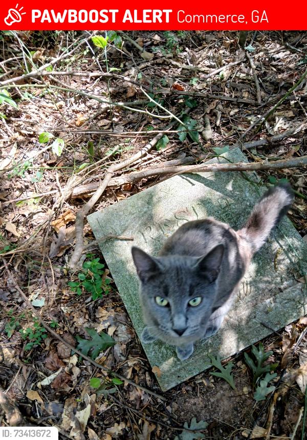 Lost Male Cat last seen Gw Wilson and berea.., Commerce, GA 30530