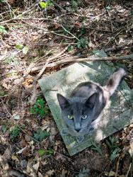 Lost Male Cat last seen Gw Wilson and berea.., Commerce, GA 30530