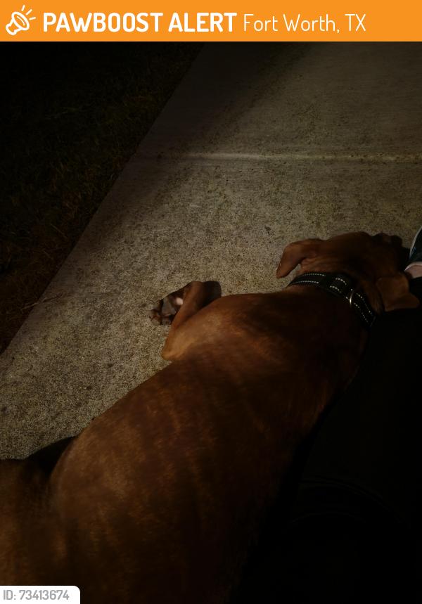 Found/Stray Female Dog last seen N Crowley High School, Fort Worth, TX 76123
