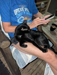Found/Stray Male Cat last seen At Devils Fork State Park, Salem, SC 29676