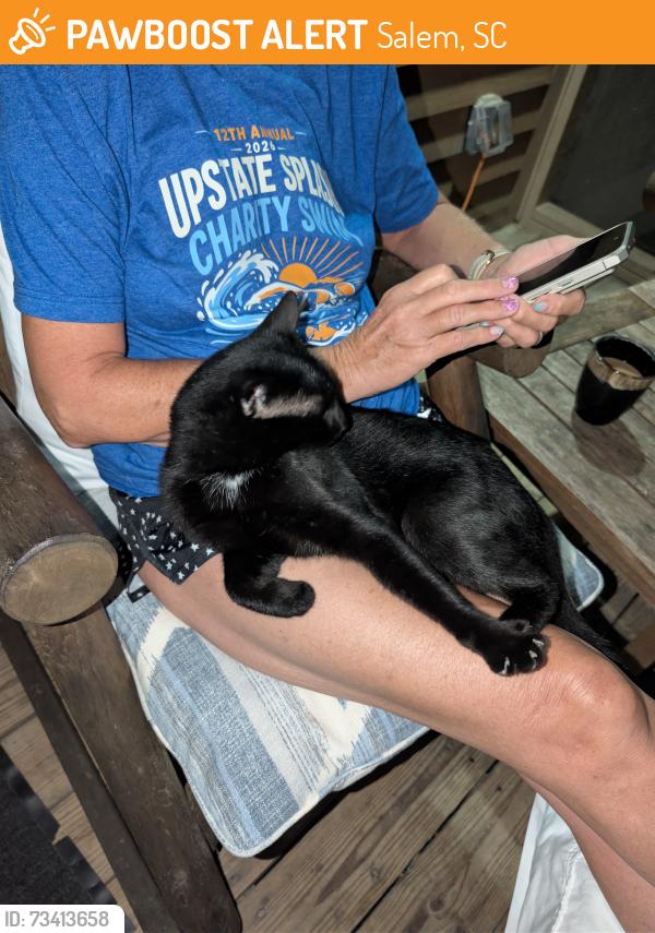 Found/Stray Male Cat last seen At Devils Fork State Park, Salem, SC 29676
