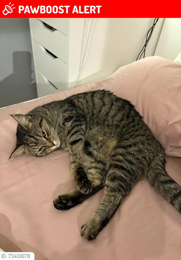 Lost Female Cat last seen We live opposite the premier in hermitage., Hermitage, England RG18 9ST