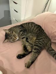 Lost Female Cat last seen We live opposite the premier in hermitage., Hermitage, England RG18 9ST