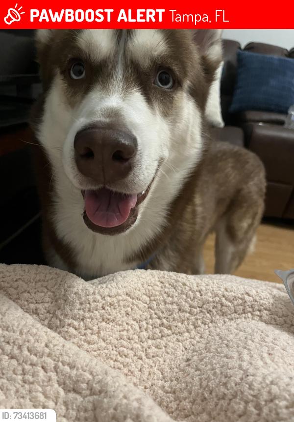 Lost Male Dog last seen W waters ave, Tampa, FL 33617