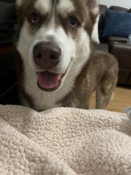 Lost Male Dog last seen W waters ave, Tampa, FL 33617
